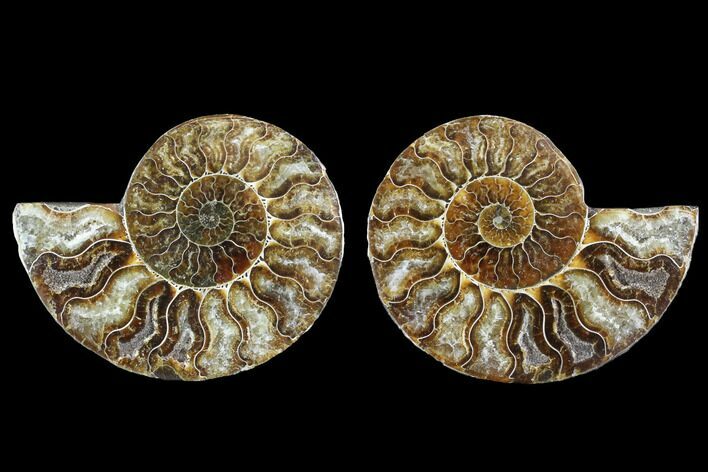 Cut & Polished Ammonite Fossil - Crystal Chambers #88218
